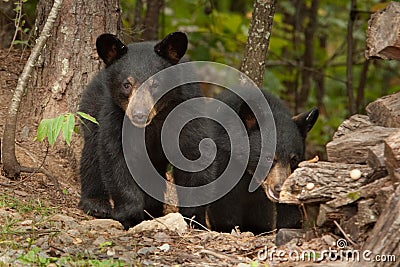 Young wild bears Stock Photo