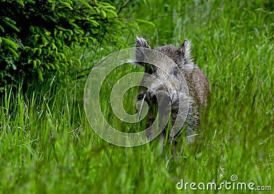 Young wild boar Stock Photo
