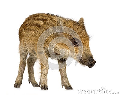 Young wild boar Stock Photo