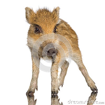 Young wild boar ( 7 weeks ) Stock Photo