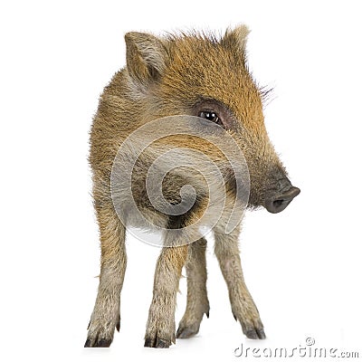 Young wild boar ( 7 weeks ) Stock Photo