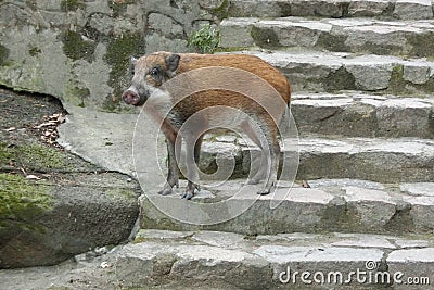 A young wild boar in Shatin Hong Kong Stock Photo