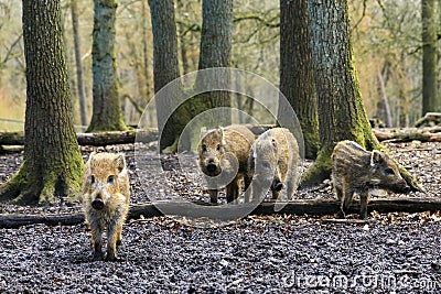 Young wild boars Stock Photo