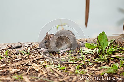 Young wild Brown rat, Rattus norvegicus, munching on fallen fishing bait Stock Photo