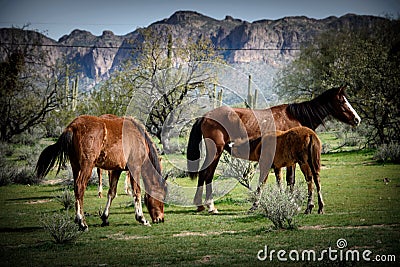 Young wild colt nurses while nearby mare grazes on the spring grasses. Stock Photo