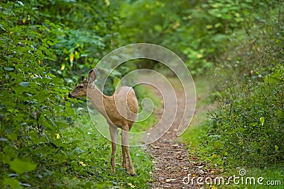 Young wild deer wooded pathway Stock Photo