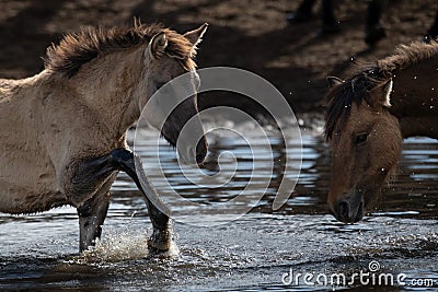 Young wild horse splashes in the water Stock Photo