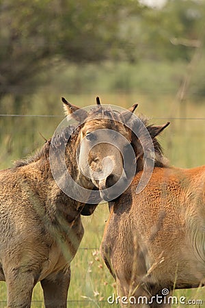 Young wild horses Stock Photo