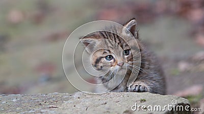 Young wild kitty Stock Photo