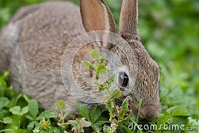 Young wild Rabbit Stock Photo