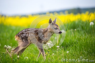 Young wild roe deer in grass, Capreolus capreolus. Stock Photo