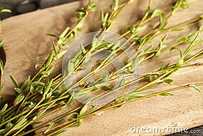 Young willow branches with very young leaves and buds collected in early spring Stock Photo