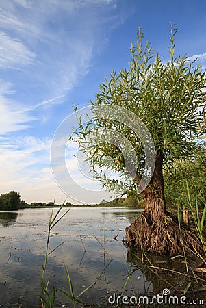 Young Willow tree on lake Stock Photo