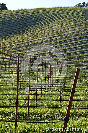 Young wine field Stock Photo