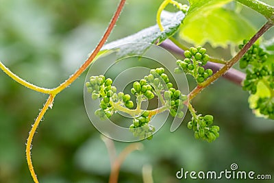 Young wine grapes in vineyard in the spring time. Stock Photo