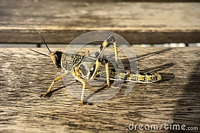 Young wingless Egyptian locust single Stock Photo