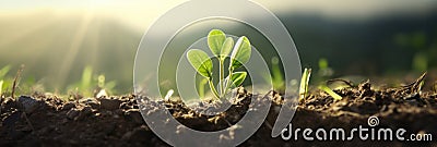 A young withania plant can be seen growing in a field Stock Photo