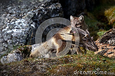 Young wolf with a bird carcass in its mouth in the Svalbard tundra in Norway Stock Photo