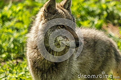 Young wolf (Canis lupus) close-up Stock Photo