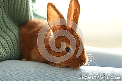 Young woman with adorable rabbit, closeup. Lovely pet Stock Photo