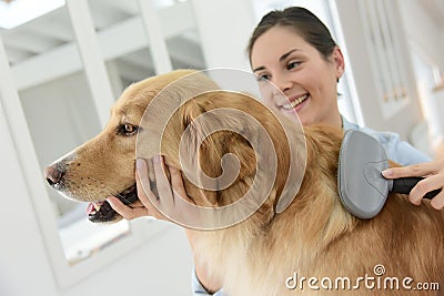 Young woman brushing dog's hair Stock Photo
