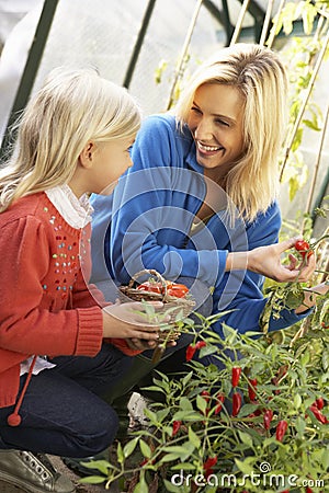 Young woman with child harvesting tomatoes Stock Photo