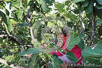 Woman climbed tree and looks at how to get ripe figs from branch among dense leaves Stock Photo