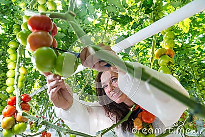 Young woman cutting tomatoes Stock Photo