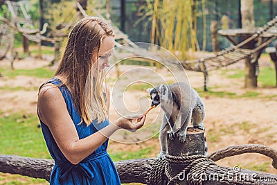 Young woman is fed Ring-tailed lemur - Lemur catta. Beauty in nature. Petting zoo concept Stock Photo