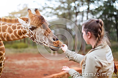 Young woman feeding giraffe in Africa Stock Photo