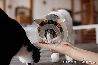 Young woman feeds her lovely cat from hands. Charming family pets and people& x27;s tendance them. Stock Photo