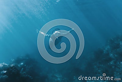 Female free diver swimming underwater. Stock Photo