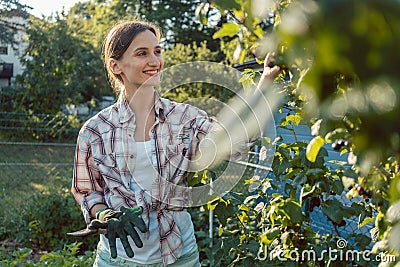 Young woman gardening plucking berries from bush Stock Photo