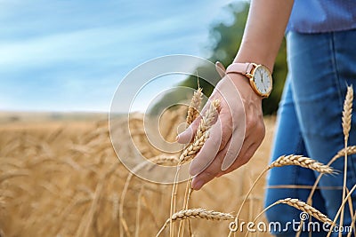 Young woman in grain field, closeup . Cereal farming Stock Photo