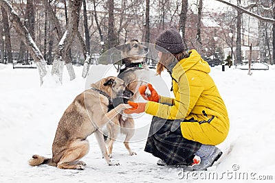 Young woman with her two dogs in a snowy winter park. Dogs give paws to the owner Stock Photo