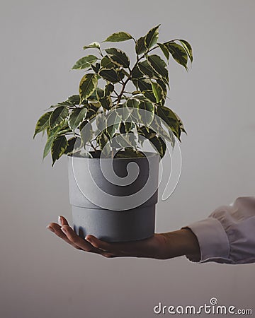Young woman is holding ficus pot Stock Photo