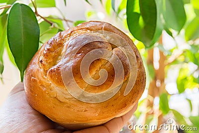 Young woman holds in hand freshly baked yeast brioche bun green house plants background. Easter holiday baking. Morning breakfast Stock Photo