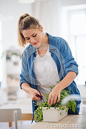 Young woman indoors at home, cutting herbs. Stock Photo