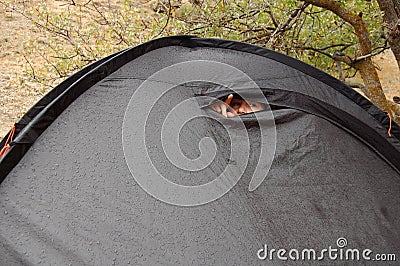 Young woman looks out of tent during a rain. Stock Photo