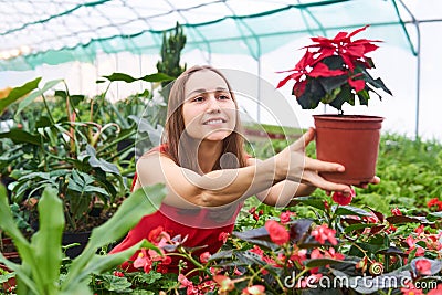 Young woman in the middle of a greenhouse smiling holds out a red flower in front of herself Stock Photo