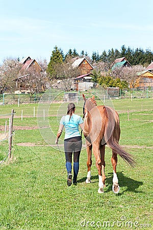 Young woman owner leading her brown horse in rural field. Stock Photo