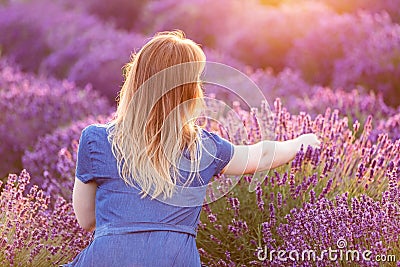 Young woman picking lavender flowers at sunset. Stock Photo