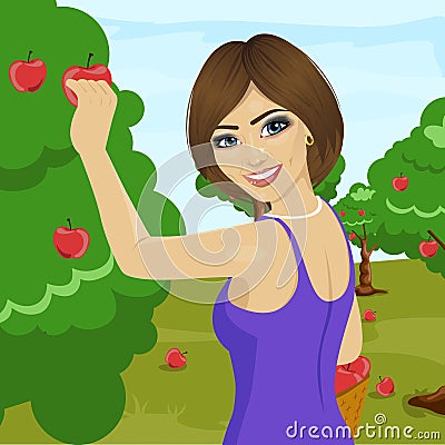 Young woman picking red apples from tree in orchard Vector Illustration