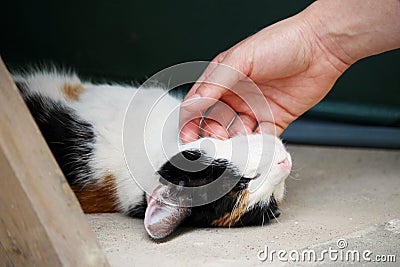 Young woman rubs lying cute little kitten Stock Photo
