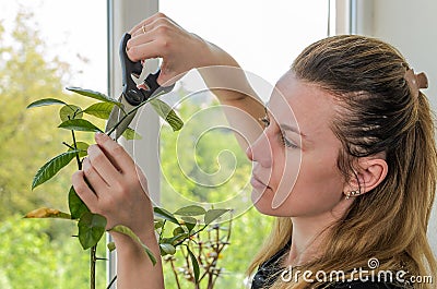 Young woman scissors cut lemon home plant Stock Photo