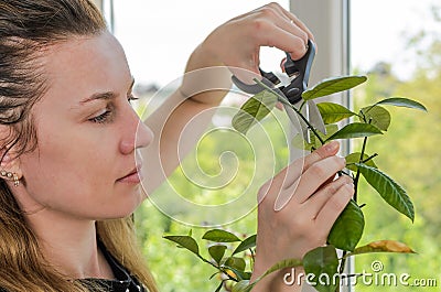 Young woman scissors cut lemon home plant Stock Photo