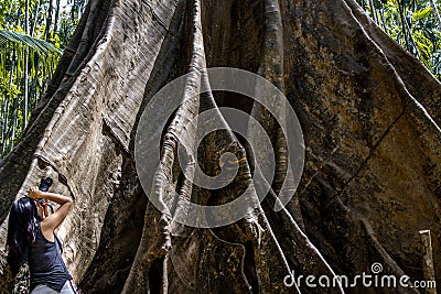 Young woman with Shoulder bag and using a camera to take photo Giant big tree, Size comparison between human and giant big tree in Editorial Stock Photo