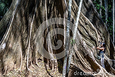 Young woman with Shoulder bag and using a camera to take photo Giant big tree, Size comparison between human and giant big tree in Editorial Stock Photo