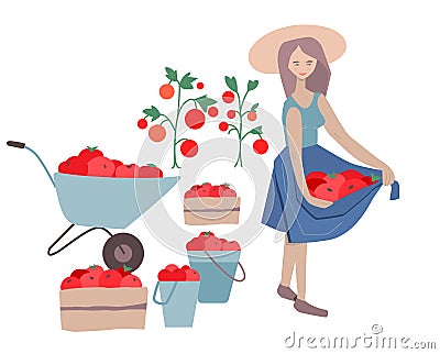 Young woman showing harvest. Red tomatoes in baskets. Farmer isolated on white background. Illustration can be used for vegetable Vector Illustration