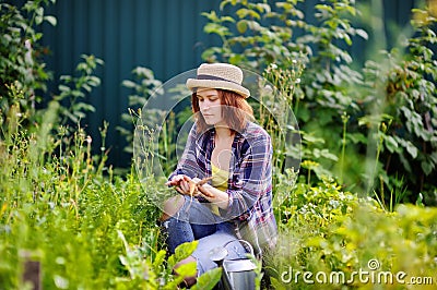 Young woman in straw hat during harvest time Stock Photo